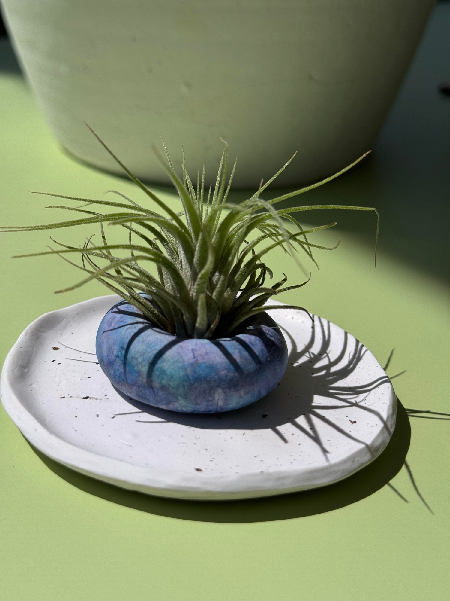 Air Plant with Pot