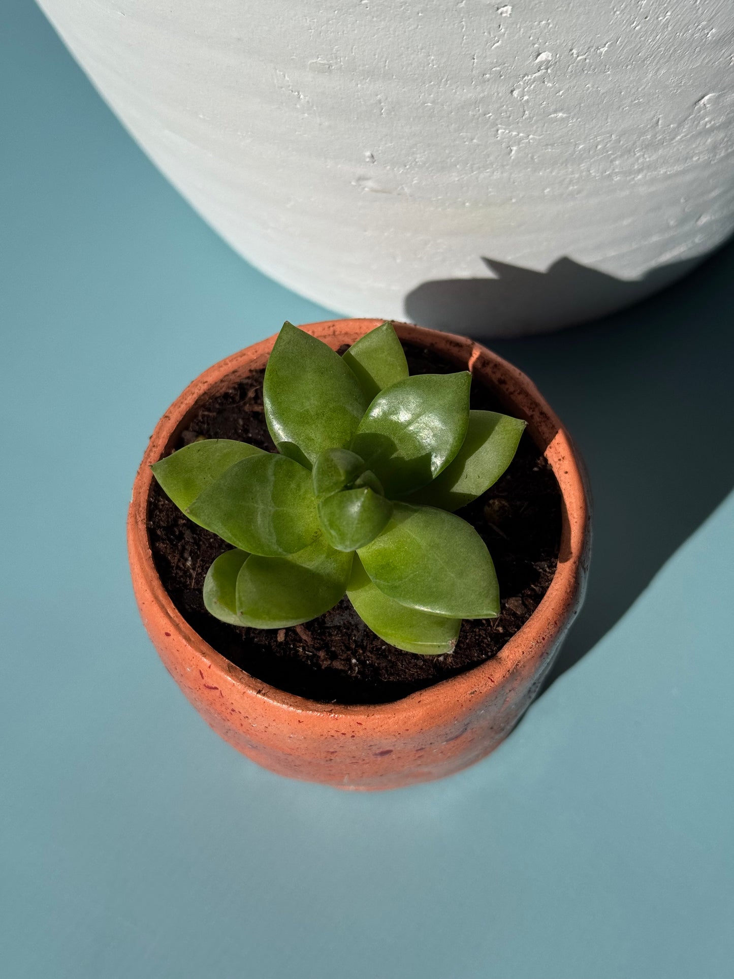 Succulent Plant with Pot
