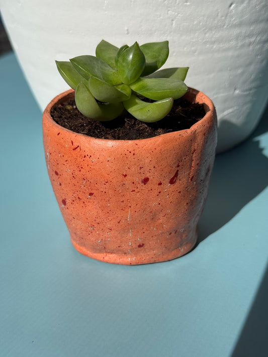 Succulent Plant with Pot