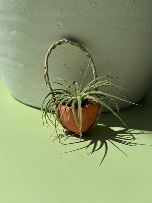 #1 Air Plant with Clay Pot (Magnetic)