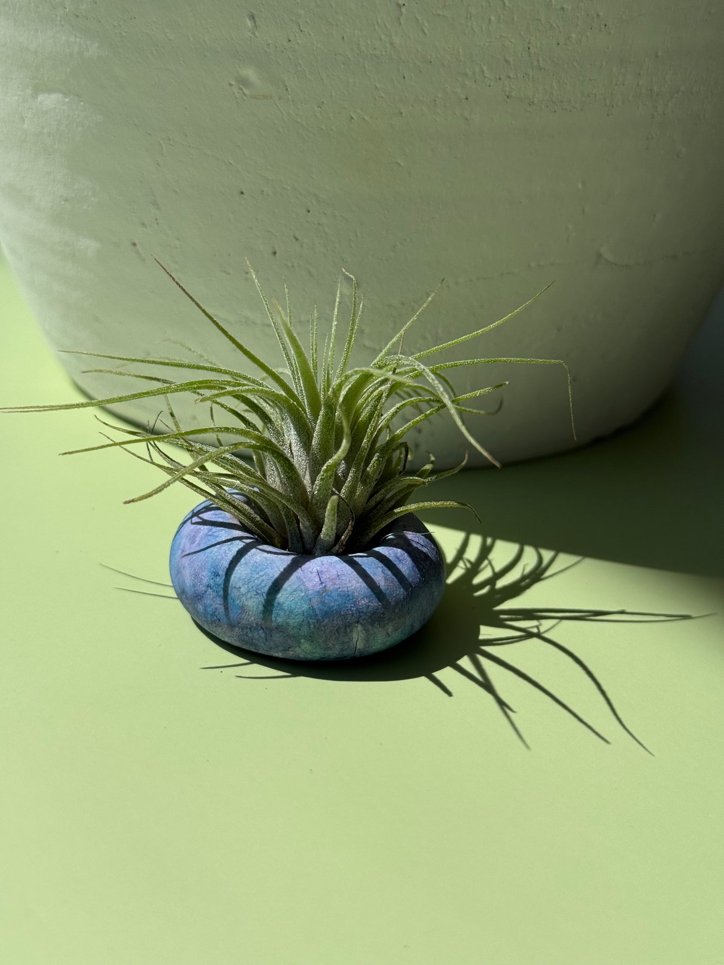 #5 Air Plant with Clay Pot (Paper Holder)
