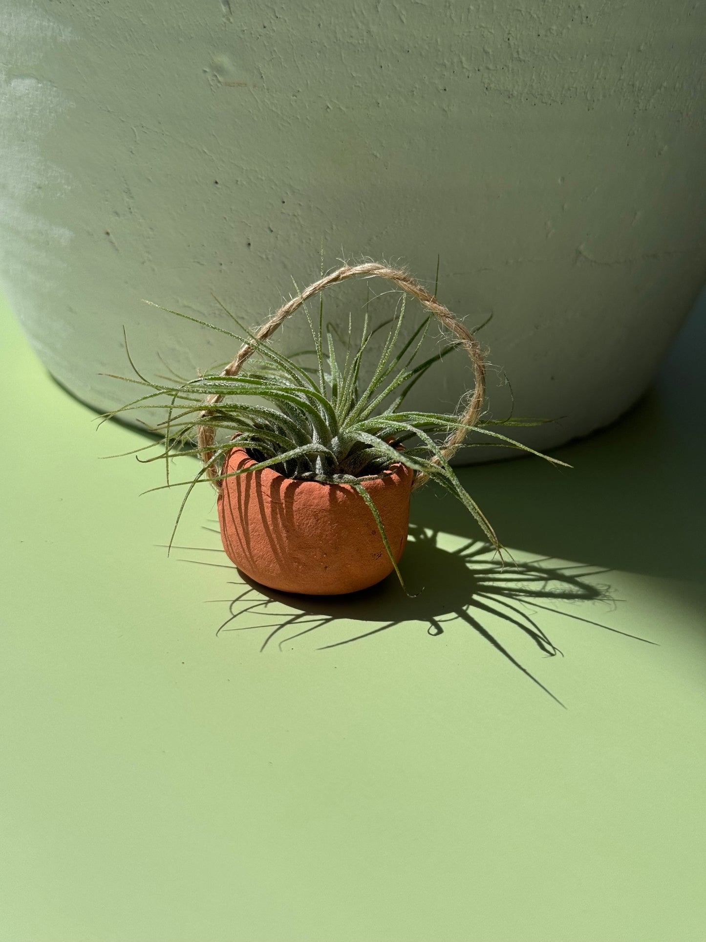 #2 Air Plant with Clay Pot (Magnetic)