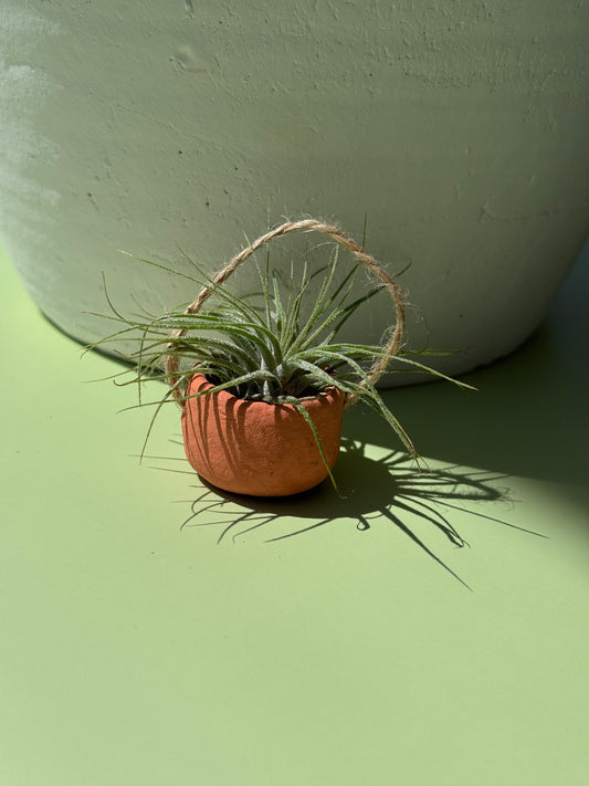 #2 Air Plant with Clay Pot (Magnetic)