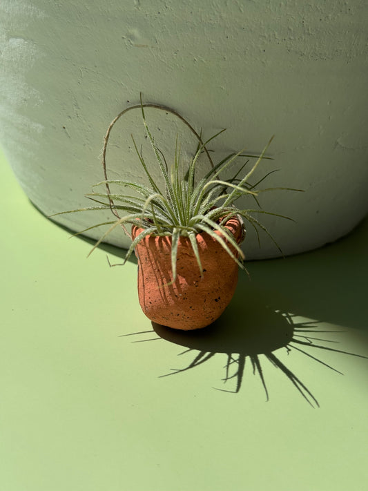 #3 Air Plant with Clay Pot (Magnetic)