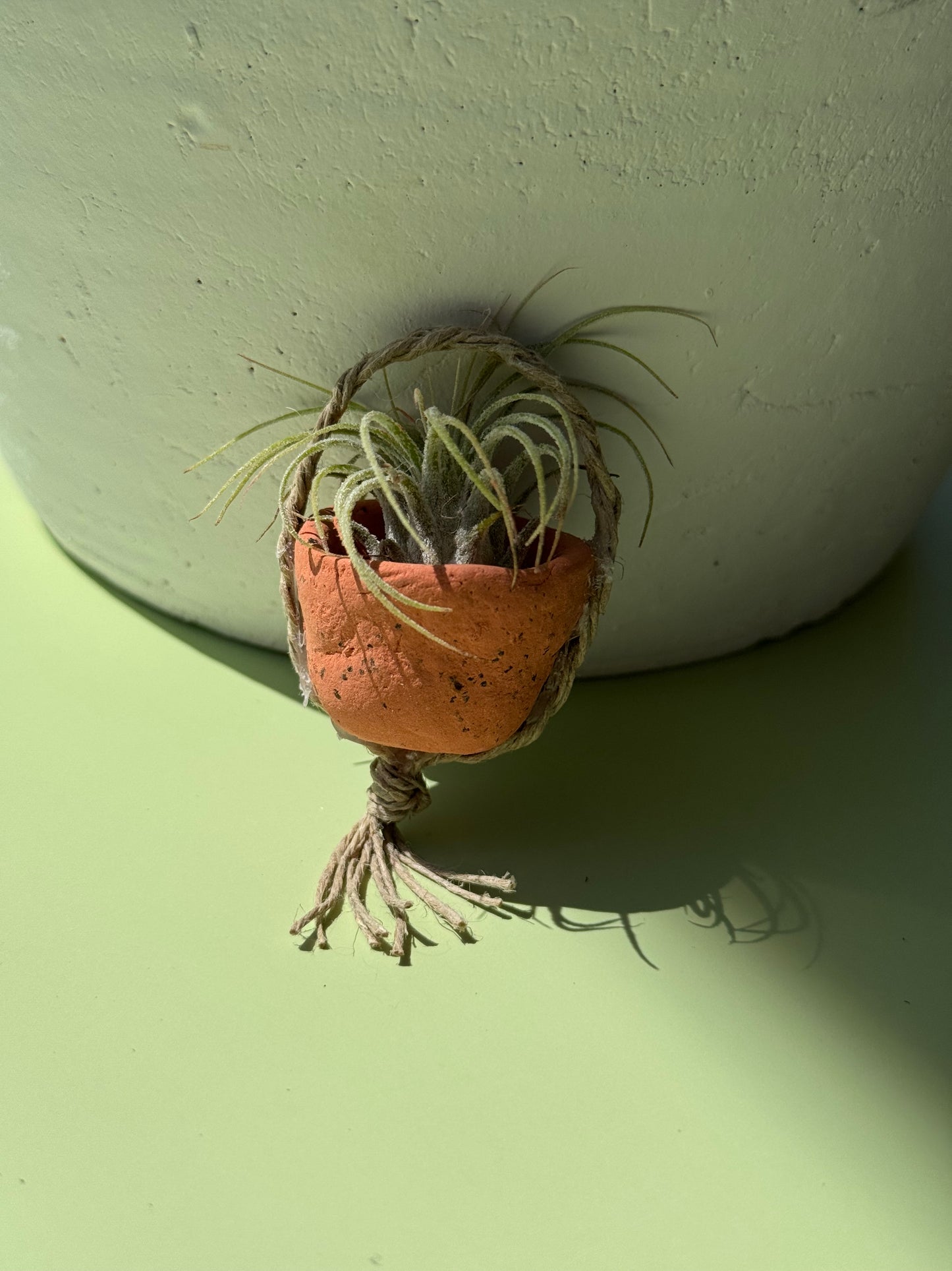 #4 Air Plant with Clay Pot (Magnetic)