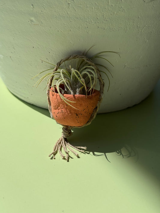 #4 Air Plant with Clay Pot (Magnetic)