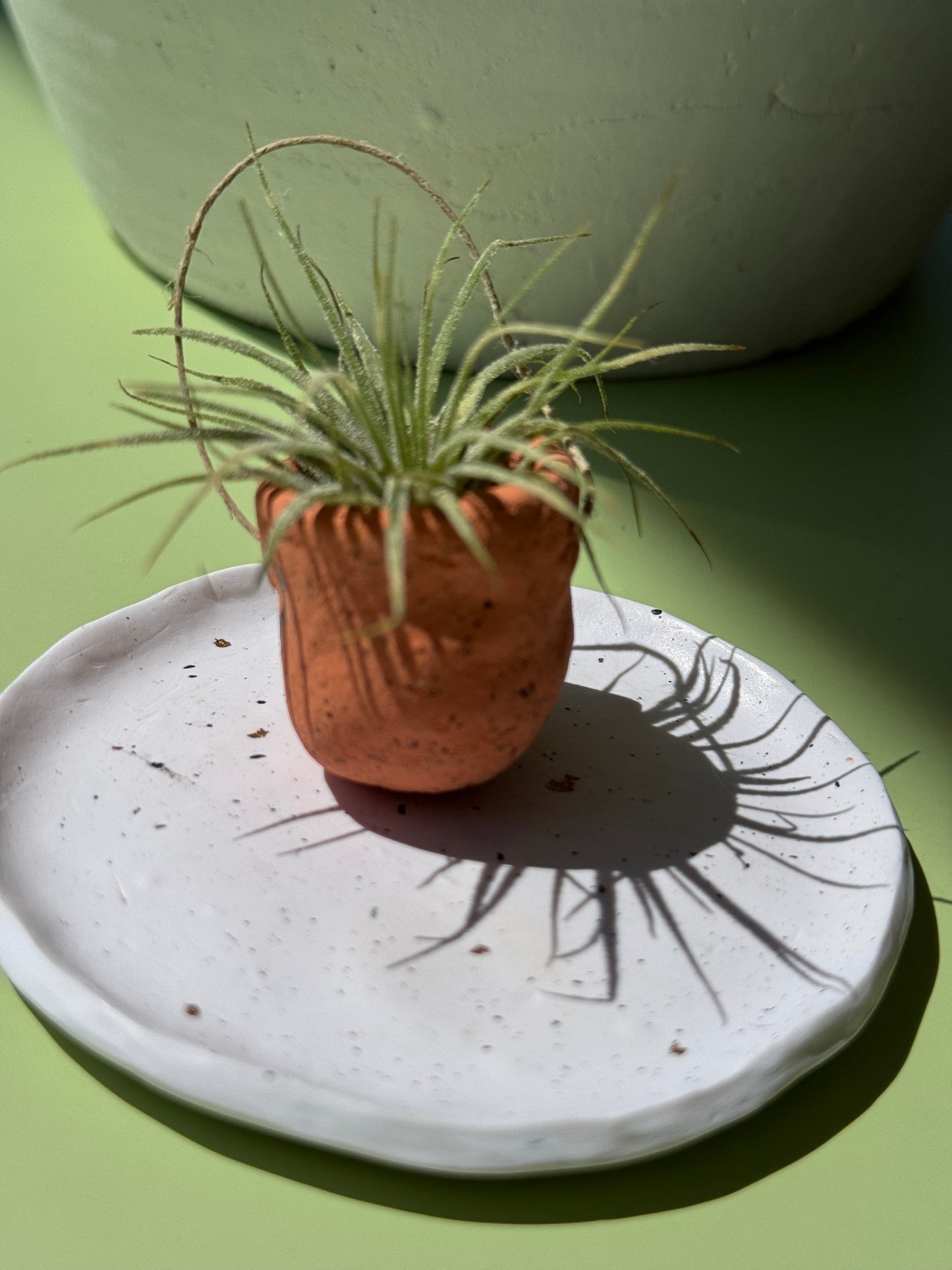 #3 Air Plant with Clay Pot (Magnetic)